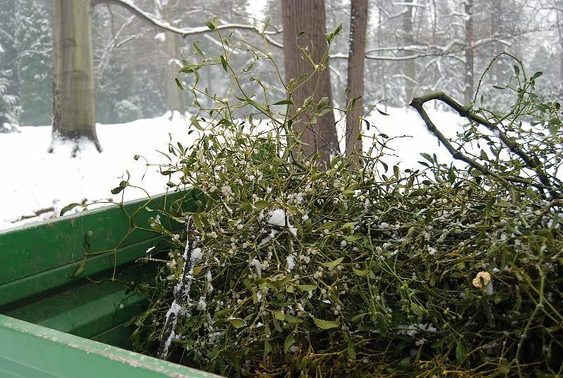2010-12-08, Nebel (10).JPG